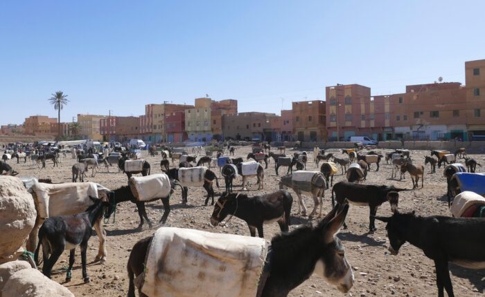 3-Day Tour from Errachidia To Marrakech